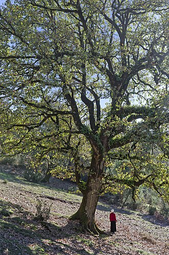 Un grand arbre dans la foret de Ain Drahem avec une femme en rouge dessus qui la met en valeur et lui donne une échelle
