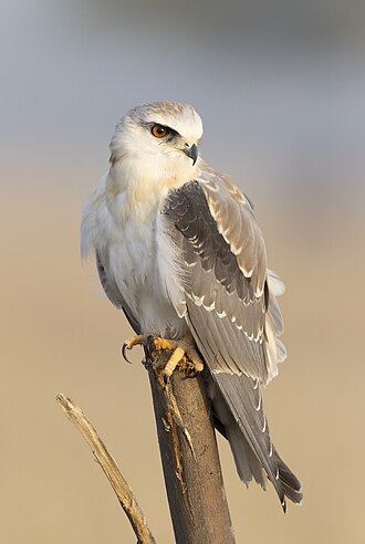 Black-winged Kite (Elanus caeruleus)