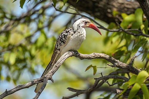Northern red-billed hornbill in Etosha National Park, Namibia