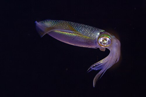 Bigfin reef squid (Sepioteuthis lessoniana), Nosy Iranja, Madagascar