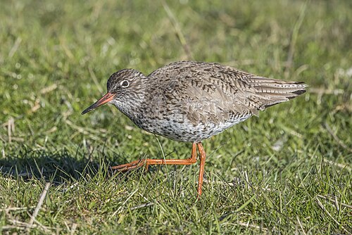 Common redshank (Tringa totanus)