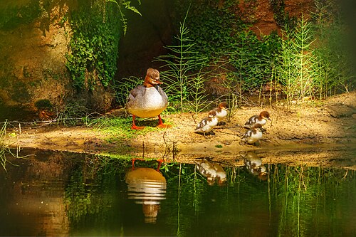 Common merganser family in Estonia