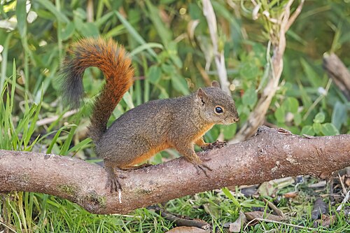 Red-tailed squirrel (Sciurus granatensis chrysuros)